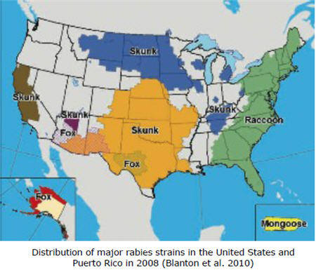 Distribution of major rabies stains
