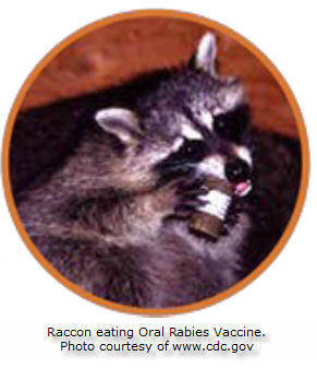 Raccon eating oral rabies vaccine