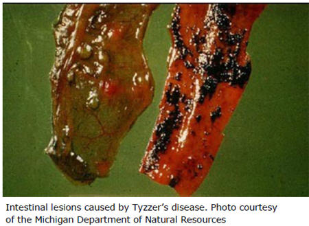 Tyzzer’s Disease