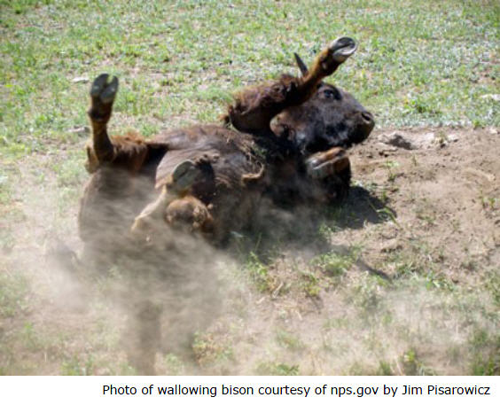 Wallowing bison