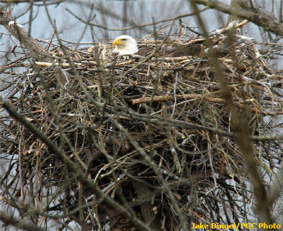 Bald Eagle Nesting 