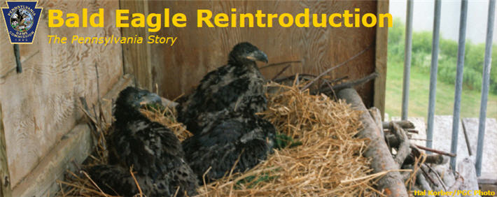 Bald Eagle Reintroduction