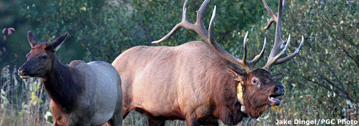 History of Pennsylvania Elk