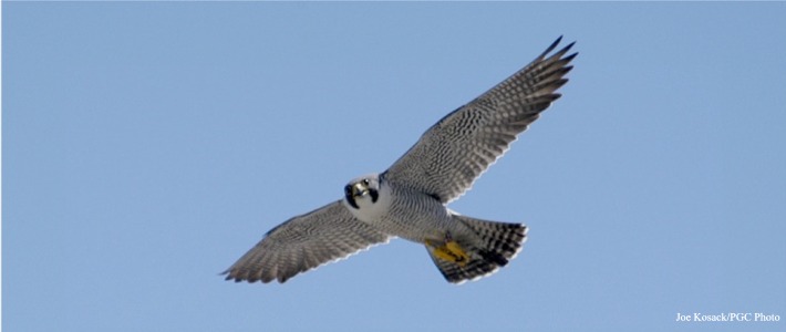 peregrine falcon image