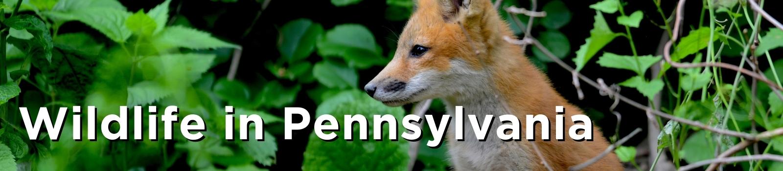 Wildlife in Pennsylvania (1).jpg