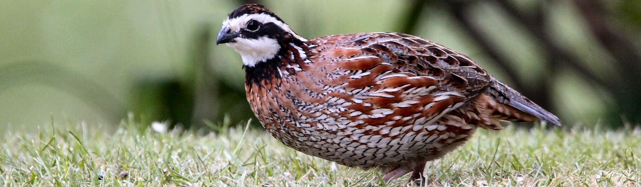 bobwhite quail banner.jpg