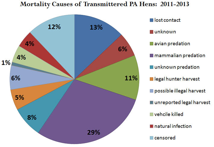 Mortality causes of transmittered PA Hens 2011-2013 grpah