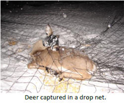 Deer Capture Techniques