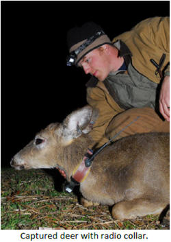 Deer Research in Southeastern PA