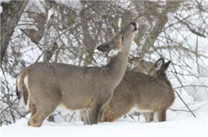 Deer-Habitat Relationships