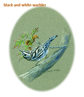 Black and  White Warbler