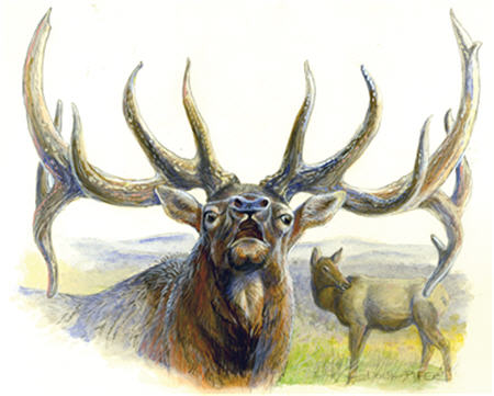 Elk Illustration 1