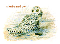 Shorteared Owl