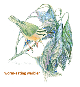 Worm Eating Warbler