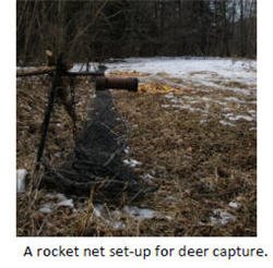 Deer Capture Techniques